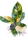 Green Congo Variegated